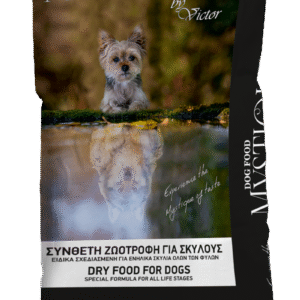 Mystique Dog
