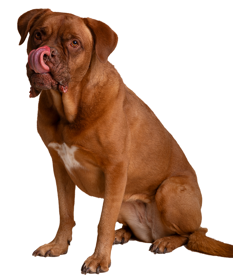 bigdog-1-1-1