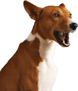 dog-1-1-1-2