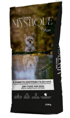 mystiquedog-1-2