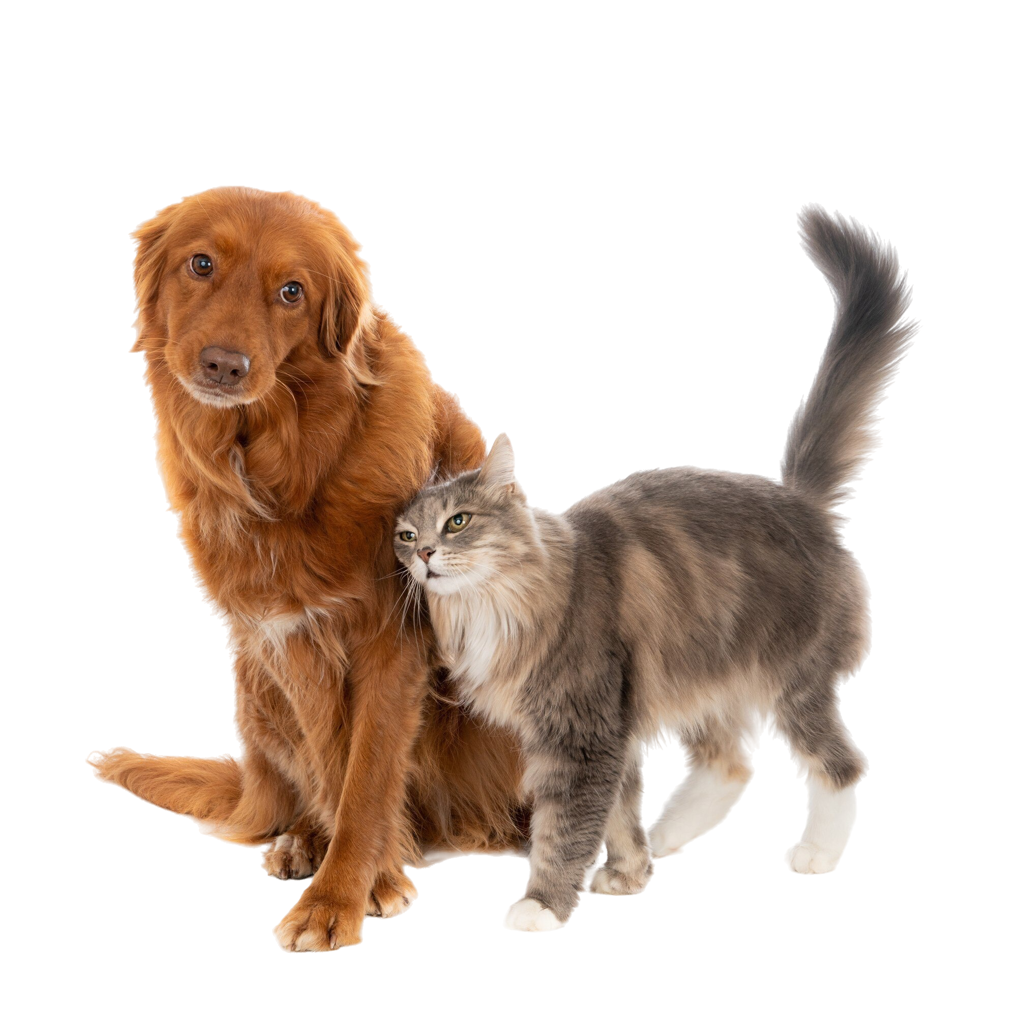 pets-1-1-1
