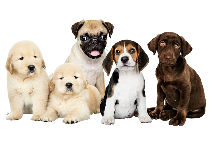 pets-1-2-1