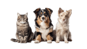 pets-11-1