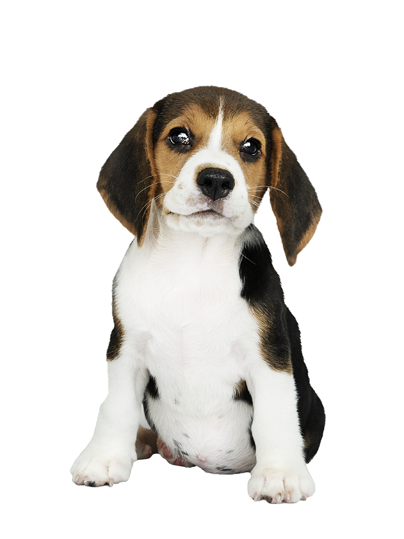 puppie-1-1-1-1